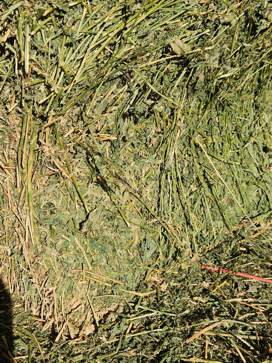 Lucerne hay- Bale Baron packs (21 small bales)