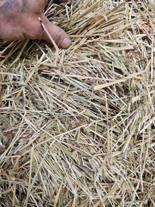 Pasture horse hay. Bale baron packs (21 small bales)