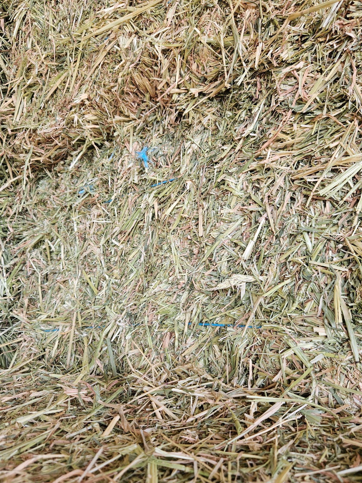 Oaten horse hay. Bale baron packs (21 small bales)