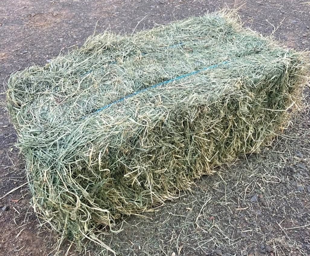 Horse and cattle hay