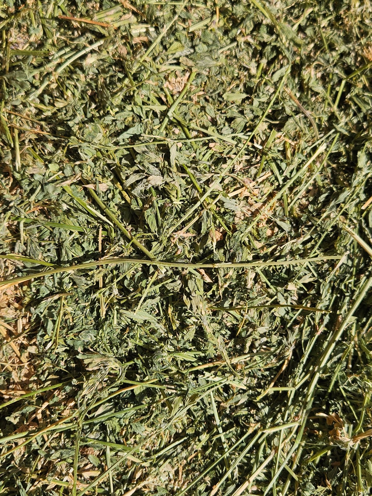 Lucerne hay- Bale Baron packs (21 small bales)