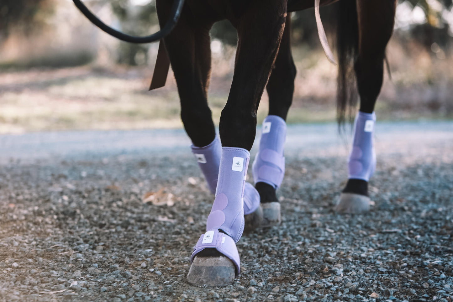 Equine sport boot- Hinds