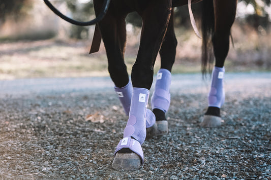 Equine sport boot- Pack of 4