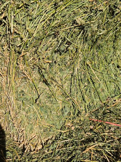 Lucerne hay- Bale Baron packs (21 small bales)