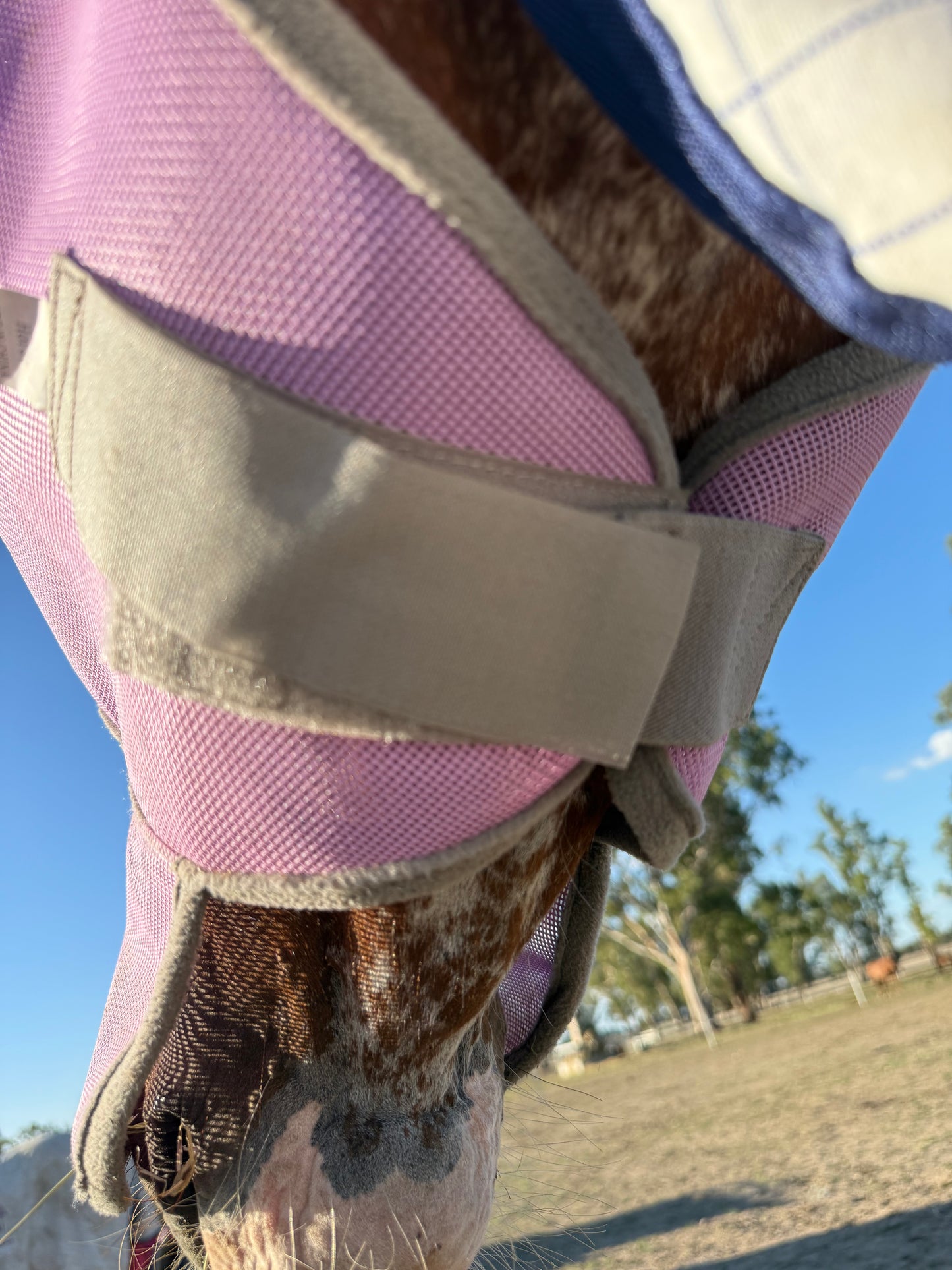 Three Nines inc. 'Stay on' Equine fly masks