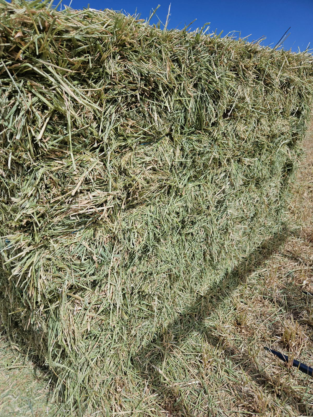 Oaten horse hay. Bale baron packs (21 small bales)