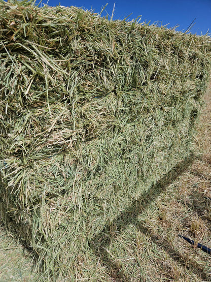 Oaten horse hay. Bale baron packs (21 small bales)