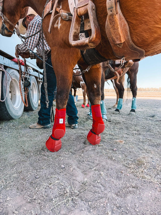 Equine sport boot- Pack of 4