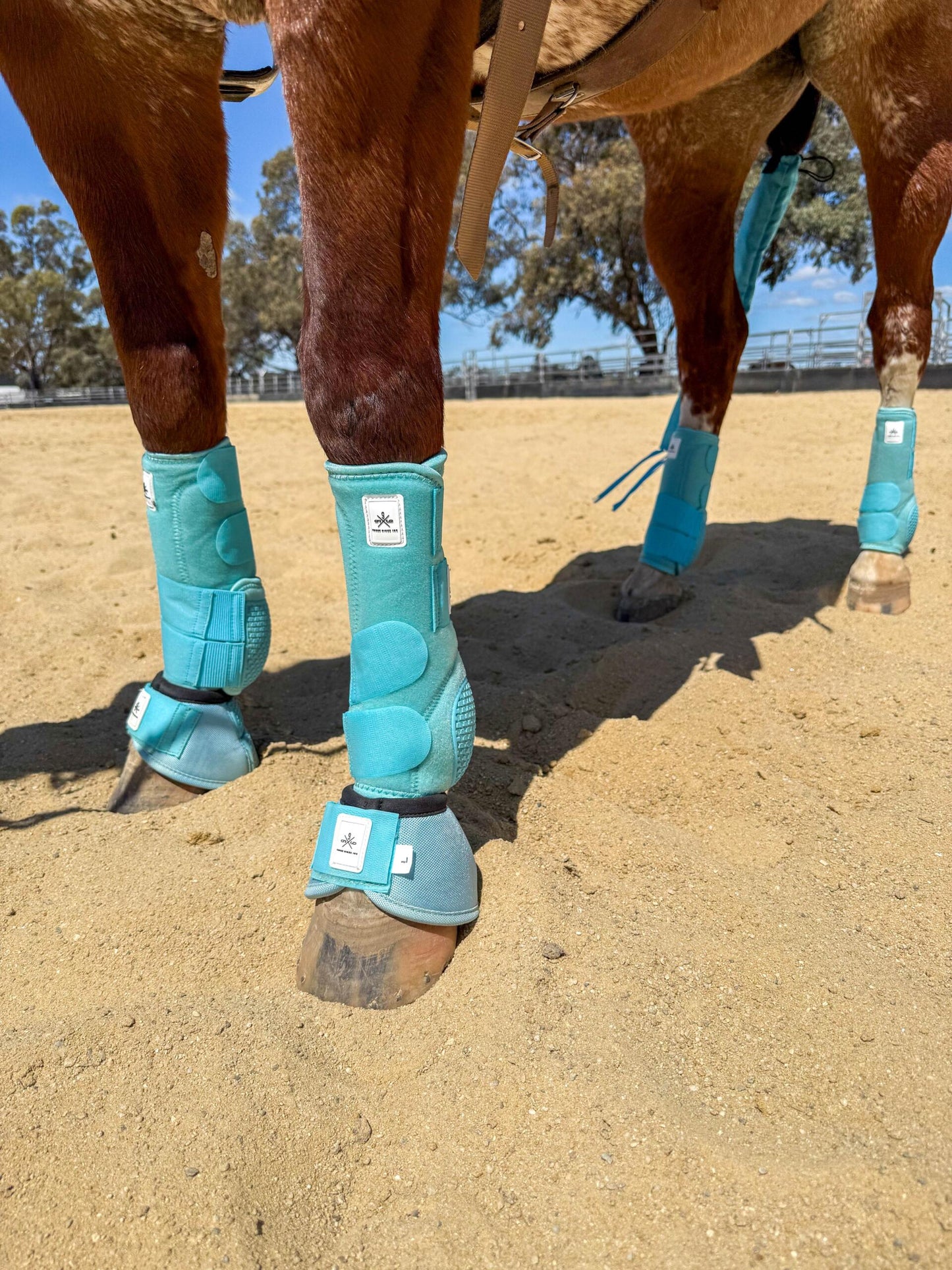 Equine sport boot- Hinds