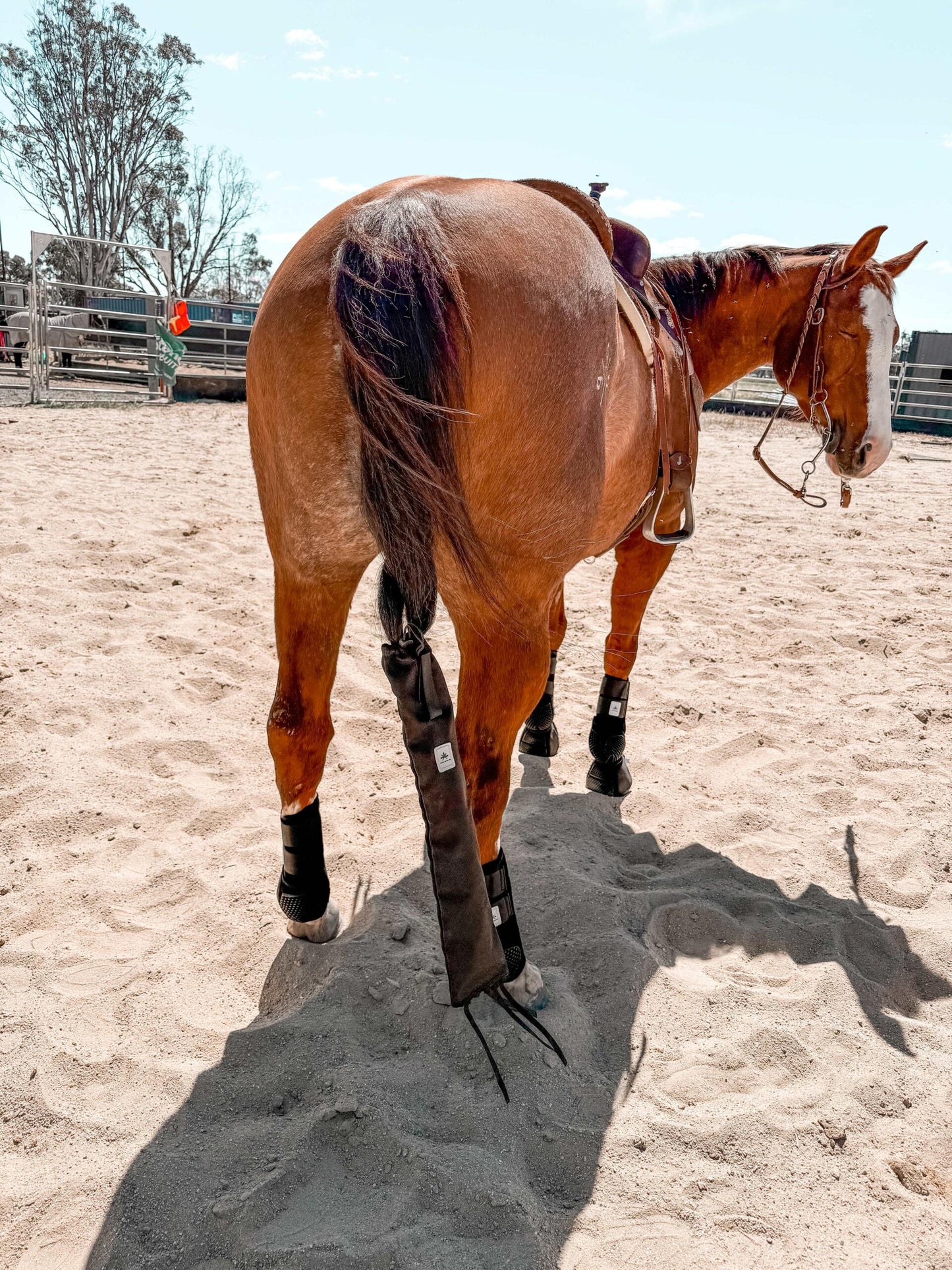 Equine sport boot- Hinds
