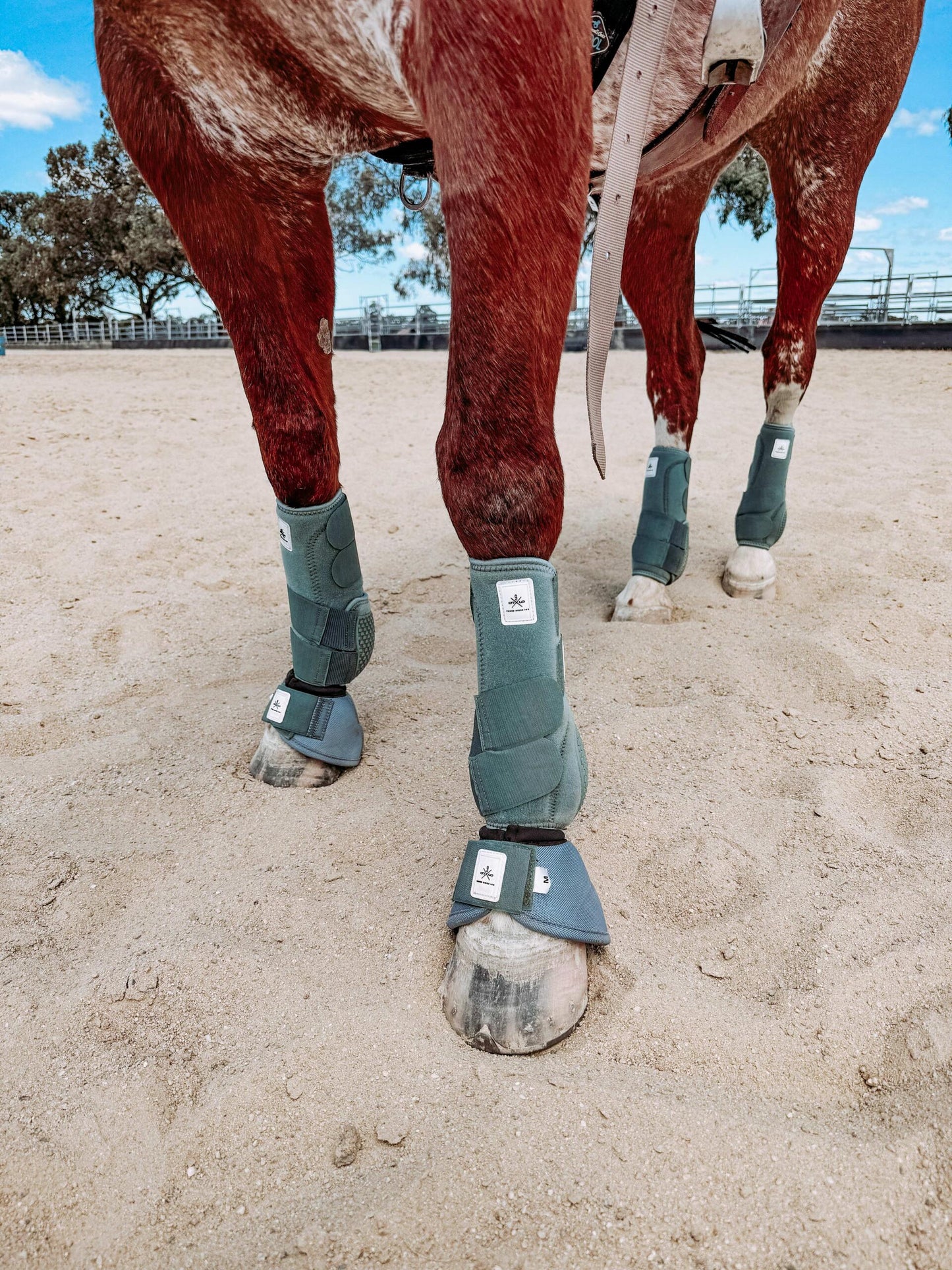 Equine sport boot- Hinds