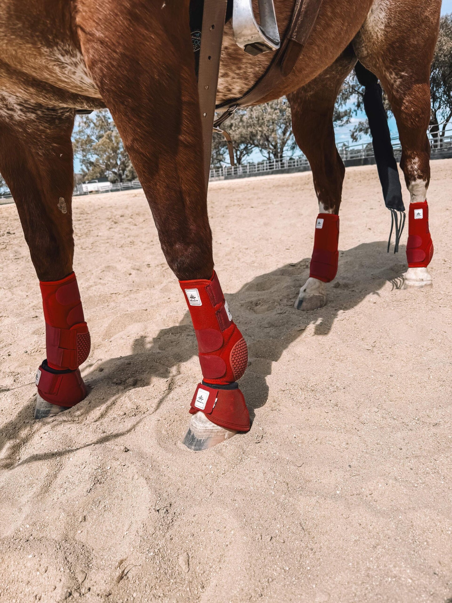 Equine sport boot- Hinds