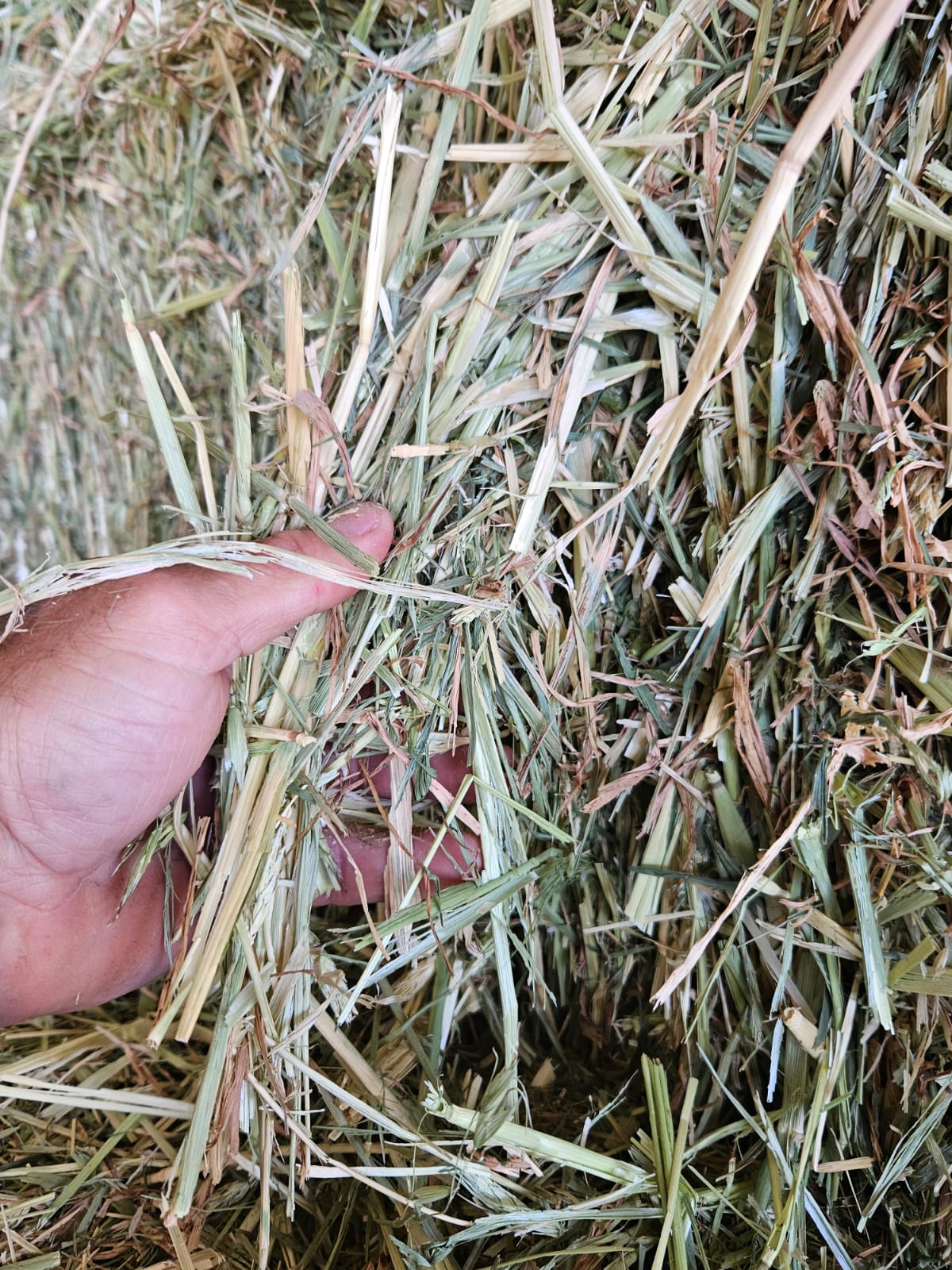 Oaten horse hay. Bale baron packs (21 small bales)